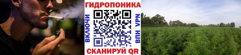 МАРИХУАНА сатива Кохма